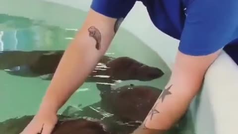 this is how you feed baby manatees 😍