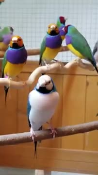 Beautiful lady golden finch