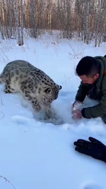 The Snow Leopard’s Plea Total Duration: