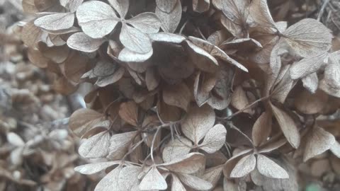 February Hydrangea