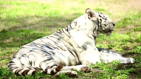 White Tiger