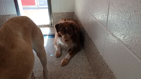 Brownie-shy, apprehensive 4y A880084 Aida-leader 5y A877843 kennel 14 pod 1 PACC shelter2025101548