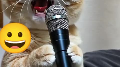 Singing cat (88)