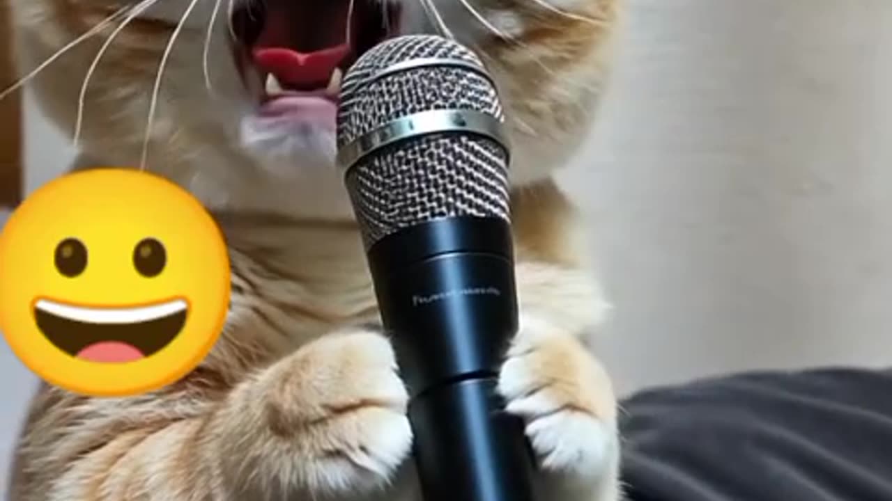 Singing cat (88)