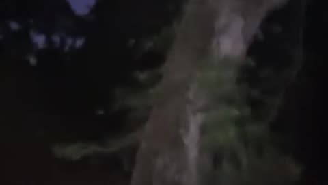 Is this a spirit coming through? Might be evidence of spirit