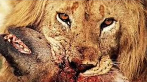 King of the Jungle
