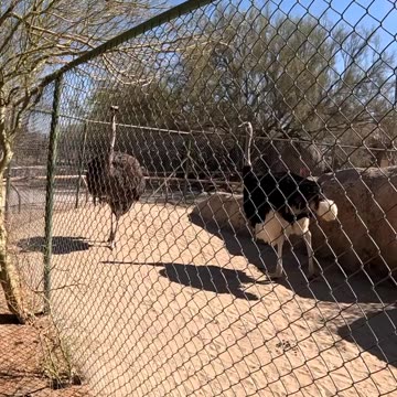 Ostriches at a Zoo in Hermosillo Sonora Mexico