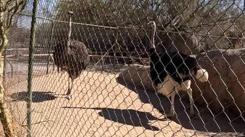 Ostriches at a Zoo in Hermosillo Sonora Mexico