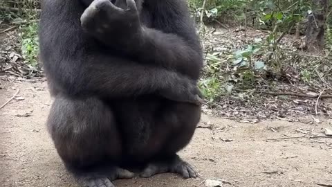 Smart Gorilla Playing with Toy Animal Love ❤️