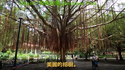 [紅磡市肺] 和黃公園 Hutchison Park, mhp167 /05 2020