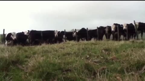 Animals getting shocked