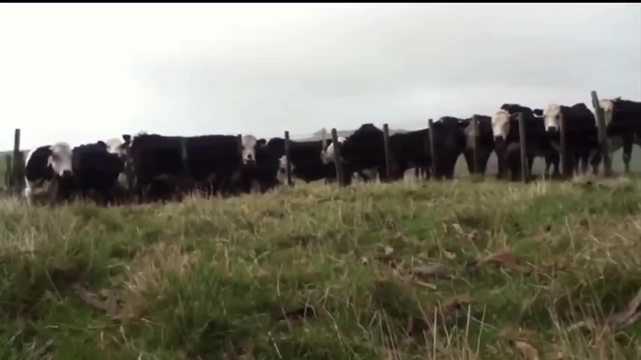 Animals getting shocked