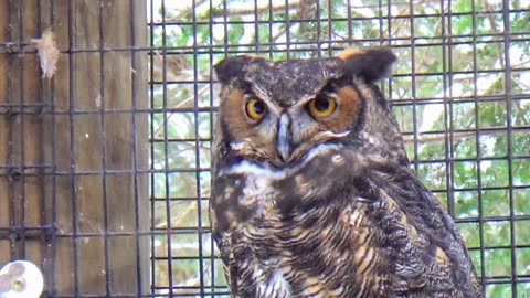 Great Horned Owl