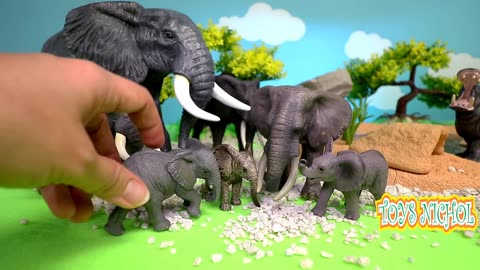 Ten Zebras Gather to Form Colony to be Strong when Attacked by Hyenas