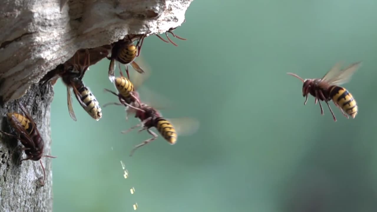 Hornet Disposes Of Body's Liquid Waste