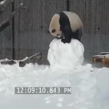 Panda v snowman. Panda wins!