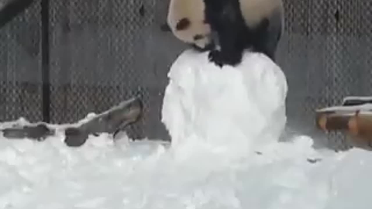 Panda v snowman. Panda wins!