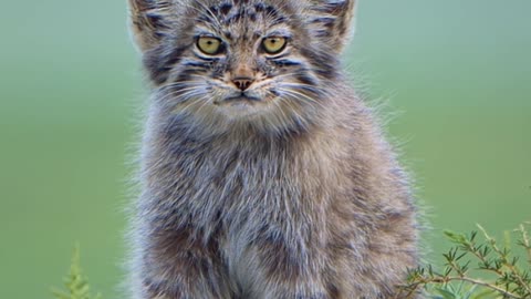 Pallas’s cats are distant relatives of leopards 🩶 #Shorts #Animals