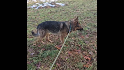 Virgil german shepherd.