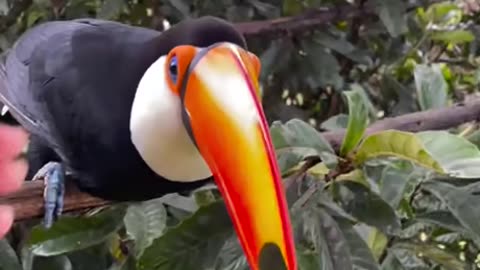 Your Friendly Toucan Bird Saying Hello