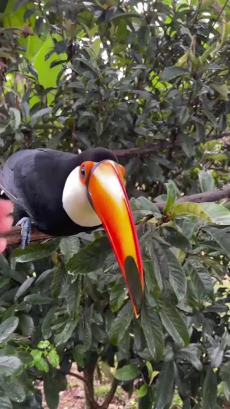 Your Friendly Toucan Bird Saying Hello