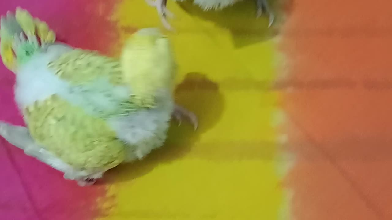 Parrot baby