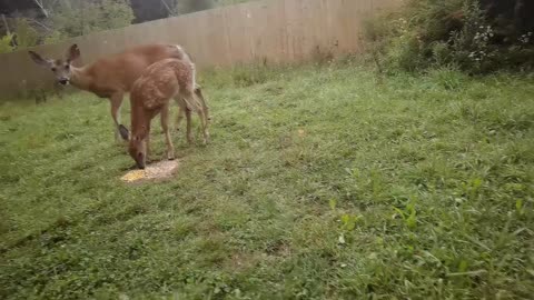 Deer Are More Human Than You Think