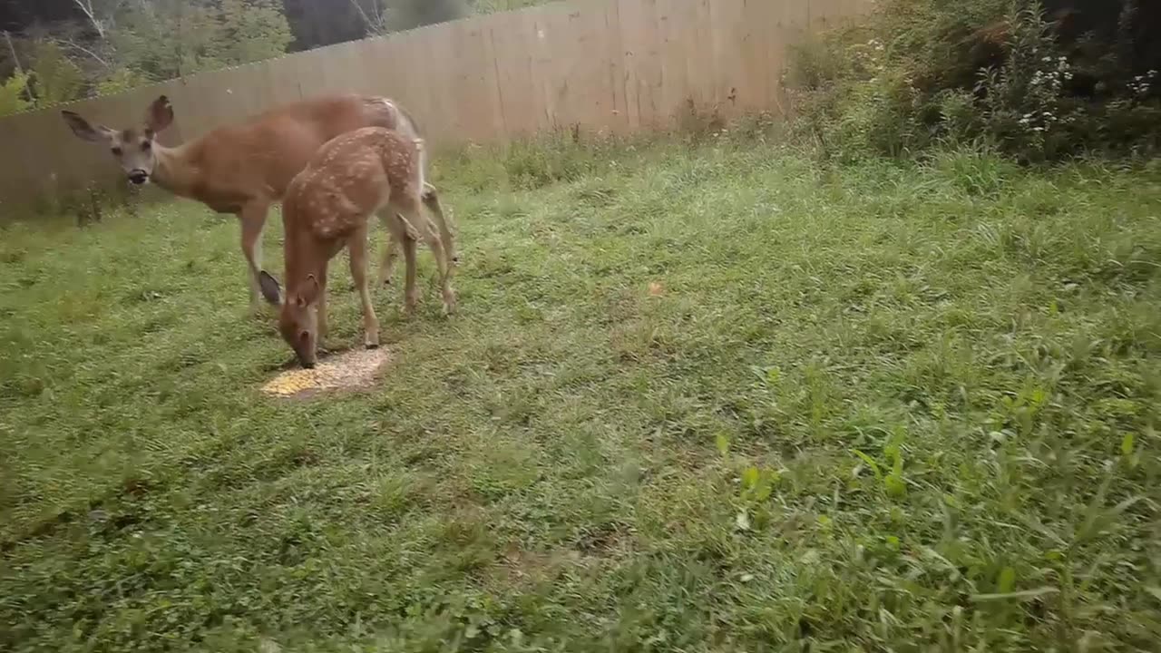 Deer Are More Human Than You Think