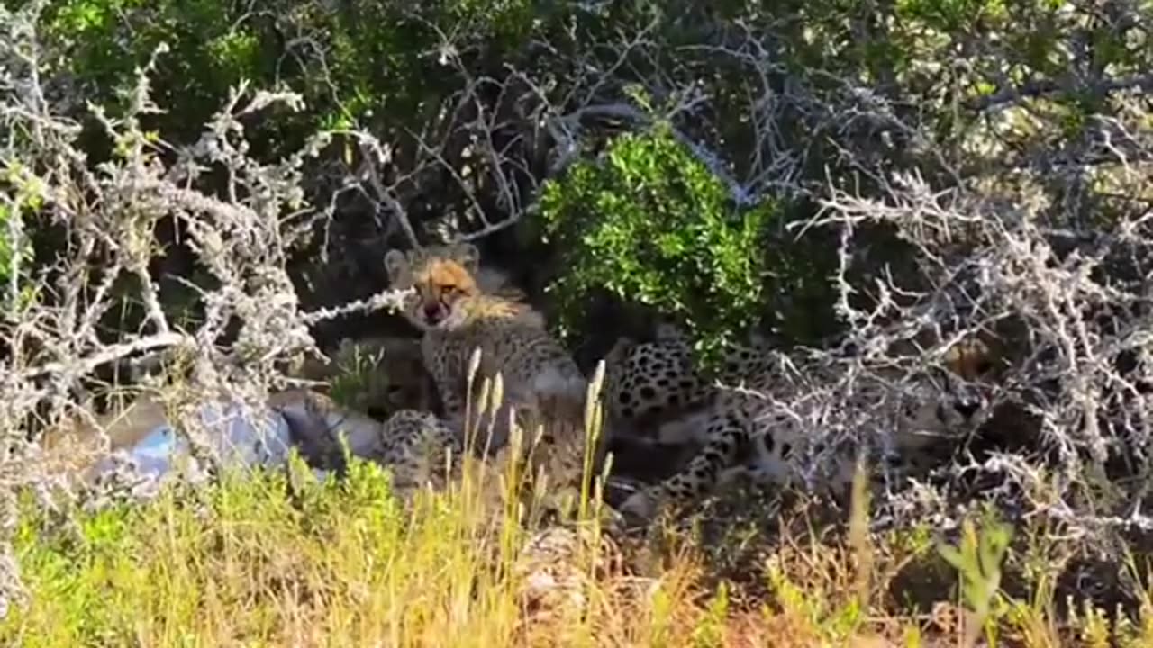 animals