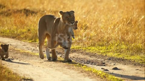 Cub in a Jungle