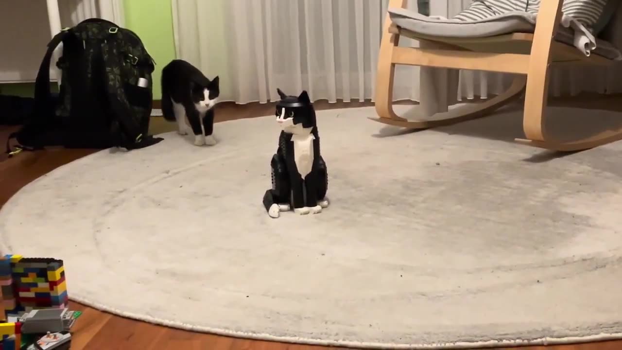 Funny Tuxedo Cats