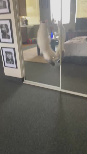 Cat Performs Aerial Strike on Reflection