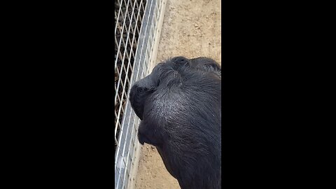 Lamancha Goat 🐐 #goat #followme #shorts #viral #trending