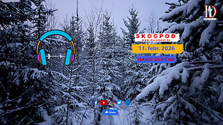 Skogpod 11. februar 2026