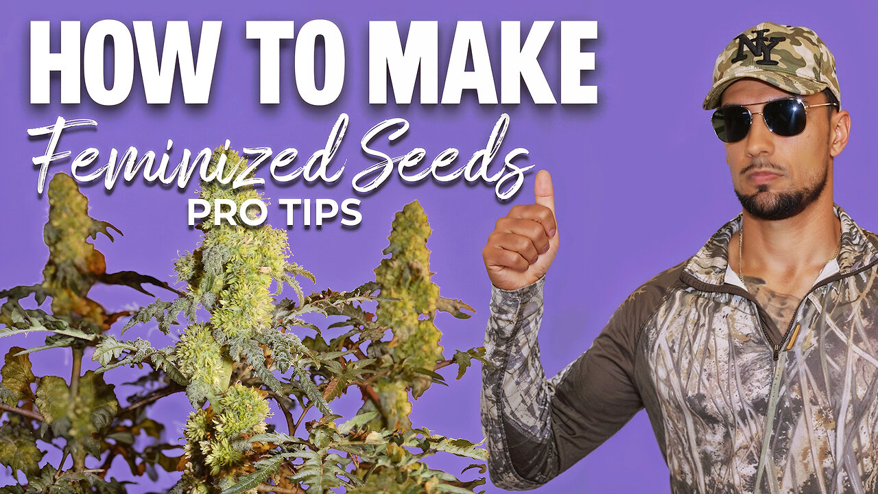 Feminized Seeds Masterclass: STS Timing & Ratios (No Herms)