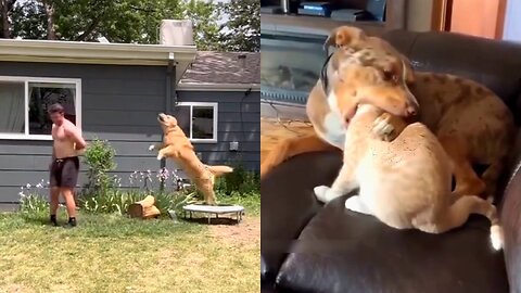 15 Funny Videos "Funniest Pet Moments: Expect the Unexpected"___ Hilarious: Cats and Dogs