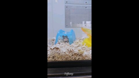 Cute Hamsters