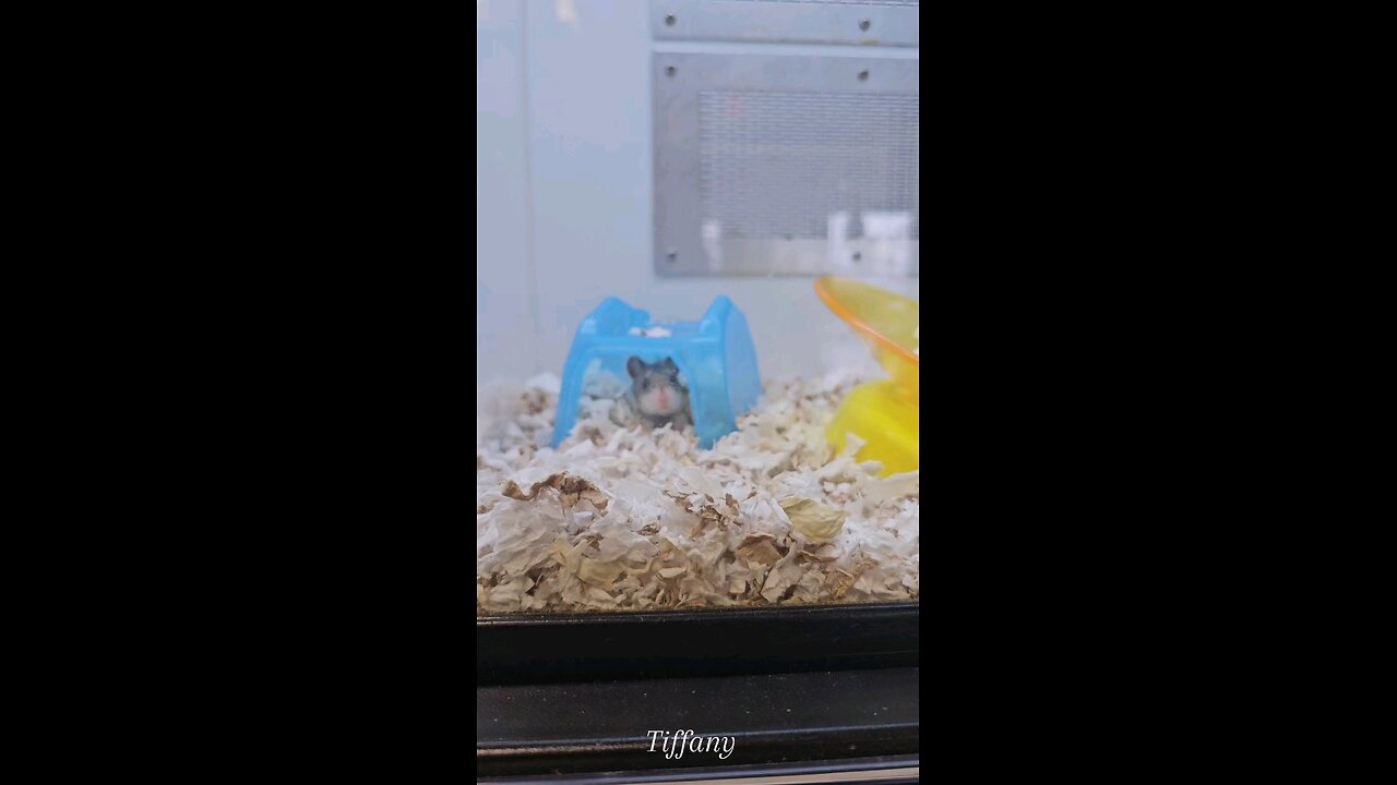 Cute Hamsters