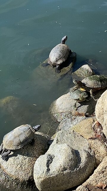 Red-Eared Slider Turtles 🐢 #redearedslider #subscribe #shorts #viral #trending #turtles #turtle