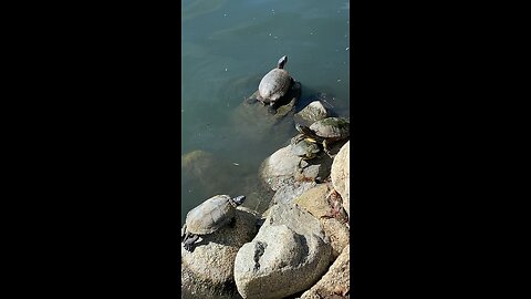 Red-Eared Slider Turtles 🐢 #redearedslider #subscribe #shorts #viral #trending #turtles #turtle