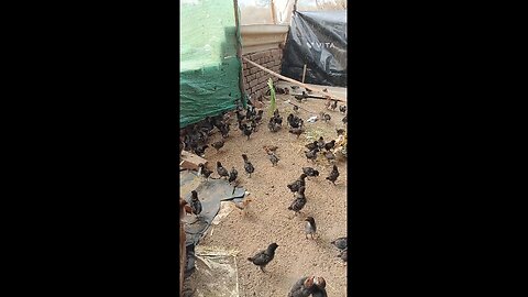 CHICKS FUNNY FLYING IN THE MORNING