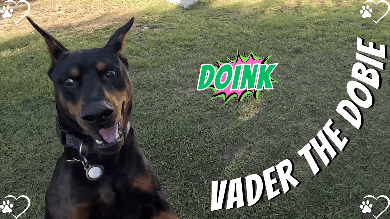 Doberman Ball Chase Blitz: Vader’s Sneaky Side-Eye! 🐶🎾