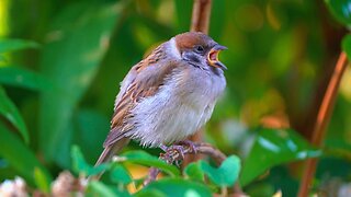Eurasian Tree Sparrow on a Bush Branch