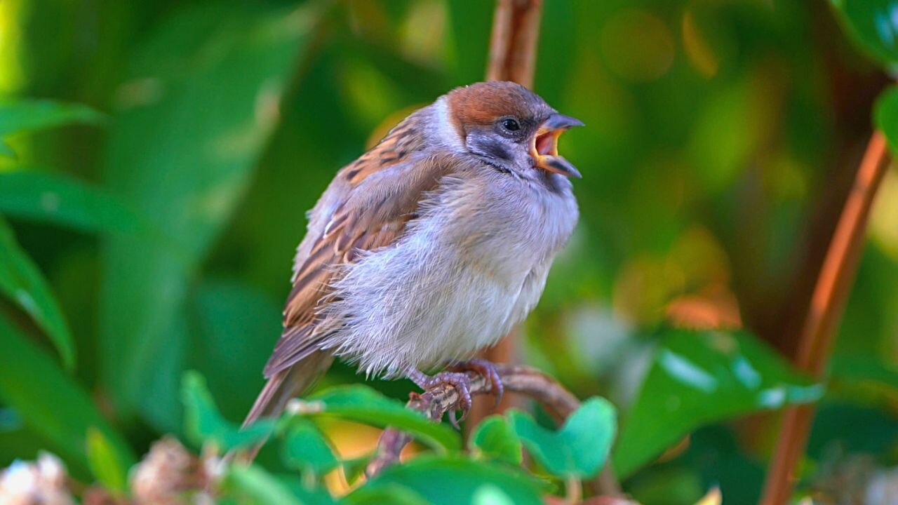 Eurasian Tree Sparrow on a Bush Branch