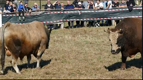 Macan od Delića vs Rogeša od Hafizovića Ramići 2025