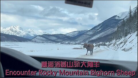 Encounter Rocky Mountain Bighorn Sheep