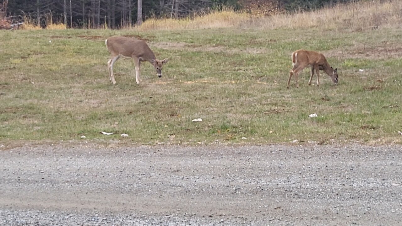 more deer 2
