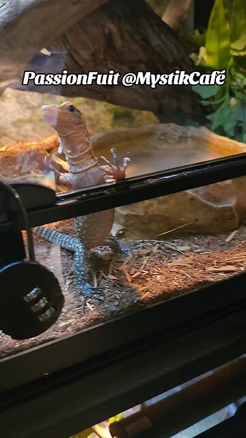 Lizards wt the reptile café in toronto