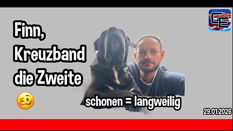 Cane Corso Finn - Langeweile setzt ein