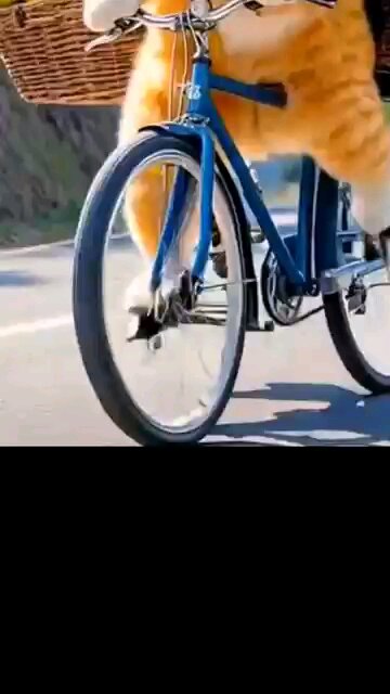 Funny cat video/funny animals. #cat #billi #cute #billikabachcha